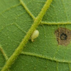 Caryomyia eumaris