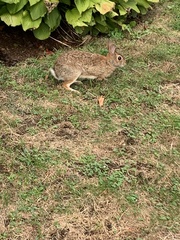 Sylvilagus floridanus