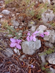 Chamaenerion dodonaei