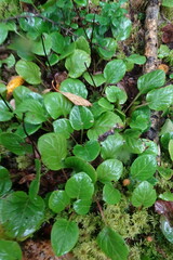 Pyrola rotundifolia