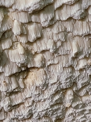 Neoantrodia serialis