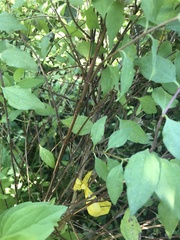 Philadelphus coronarius