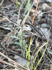 Gonocarpus tetragynus