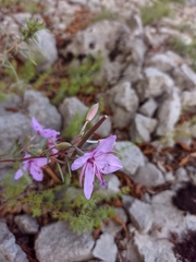 Chamaenerion dodonaei