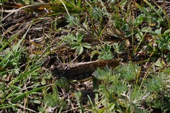 Angaracris barabensis