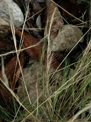 Aristida adscensionis