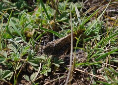 Angaracris barabensis