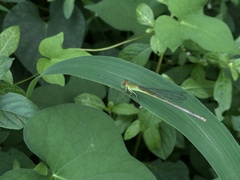 Ceriagrion coromandelianum
