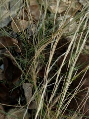 Aristida adscensionis