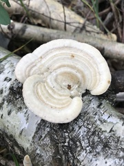 Trametes pubescens