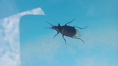 Carabidae