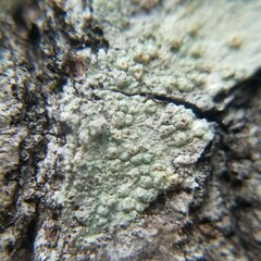 Pertusaria