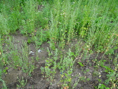 Cannabis sativa spontanea