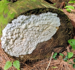 Neoantrodia serialis