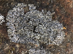 Phaeophyscia sciastra