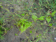 Polygonum aviculare