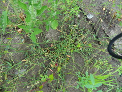 Polygonum aviculare