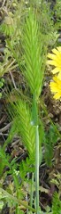 Hordeum murinum leporinum