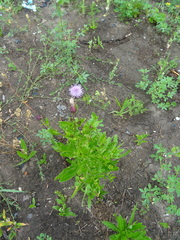 Cirsium arvense integrifolium