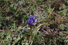 Gentiana decumbens