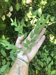 Philadelphus coronarius