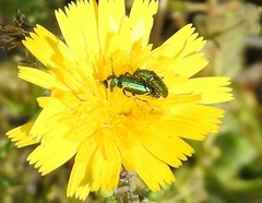 Psilothrix viridicoerulea