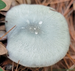 Clitocybe glaucoalba