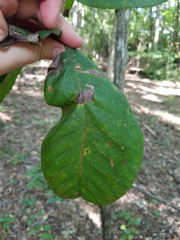 Caryomyia urnula