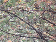 Phylloscopus