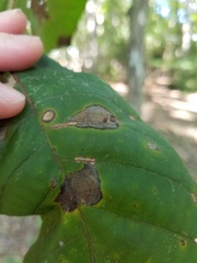 Caryomyia urnula