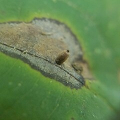 Caryomyia urnula
