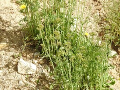 Centranthus calcitrapae