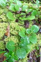 Pyrola rotundifolia