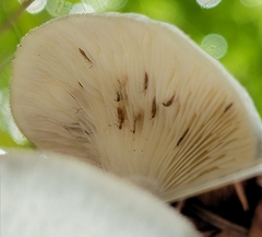 Clitocybe glaucoalba