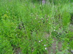 Cirsium arvense integrifolium