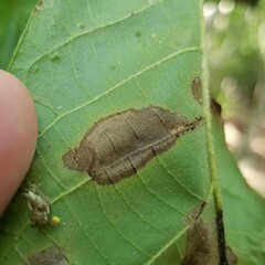 Caryomyia urnula
