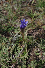Gentiana decumbens