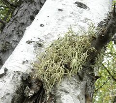 Evernia mesomorpha