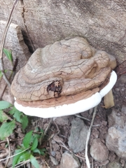 Ganoderma
