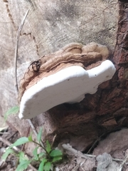 Ganoderma