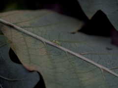 Pseudoneuroterus saliens