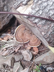 Ganoderma