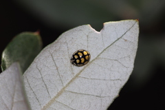 Oenopia lyncea