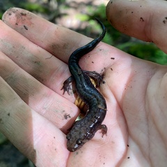 Desmognathus ochrophaeus