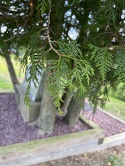 Thuja