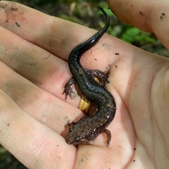 Desmognathus ochrophaeus