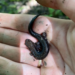 Desmognathus ochrophaeus