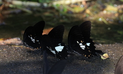 Papilio nephelus