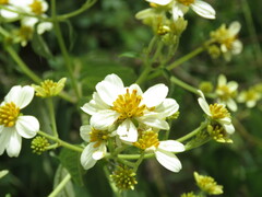 Montanoa