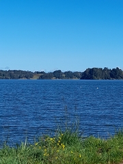 Cygnus melancoryphus